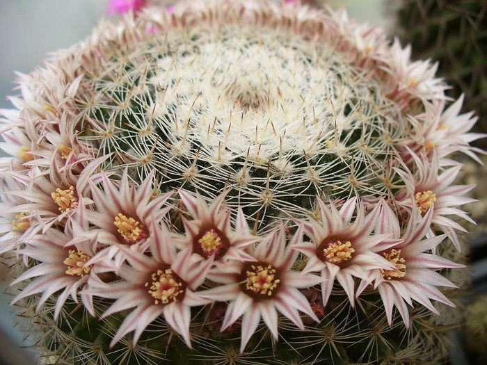 mammillaria_formosa
