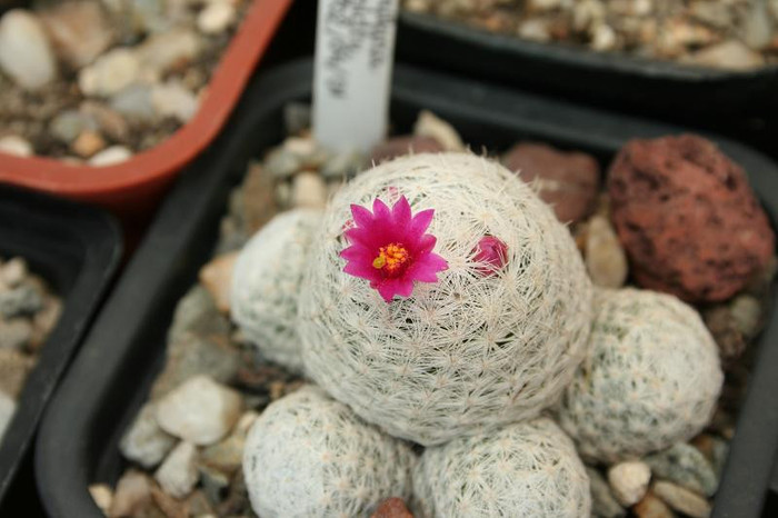 mammillaria_humboldtii - Monica Calugarul