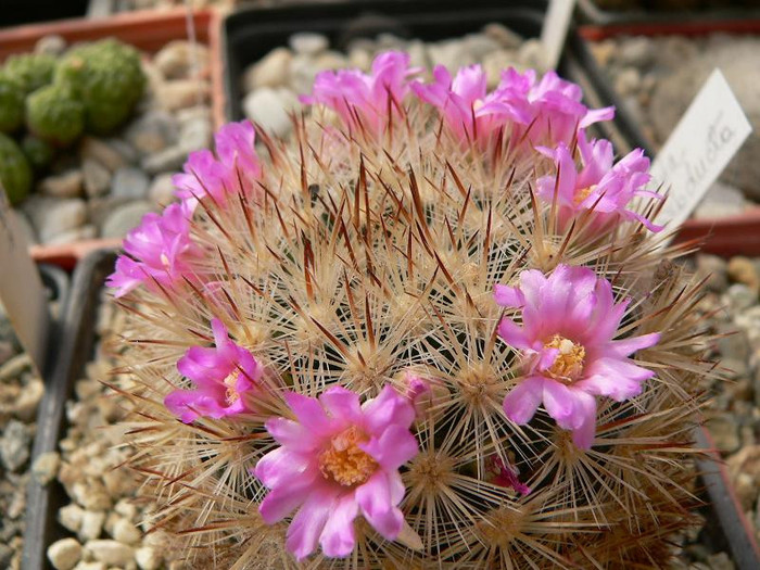 mammillaria_laui_ssp.subducta_1 - Monica Calugarul