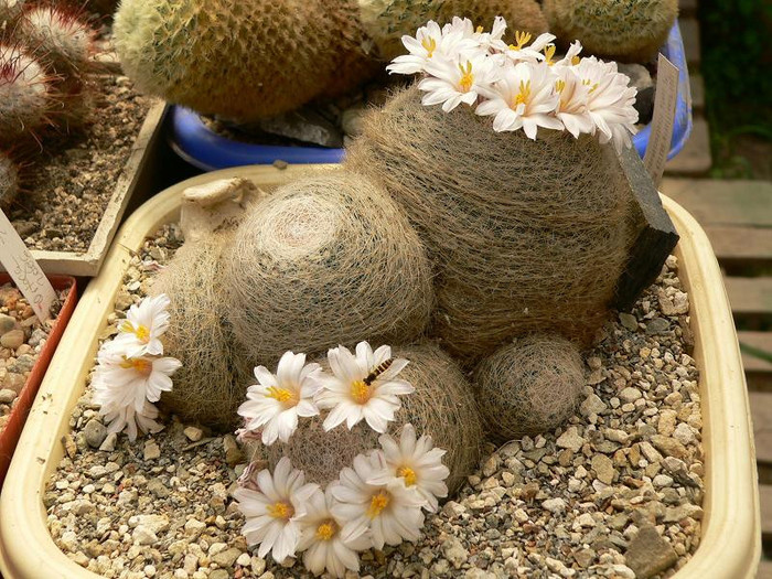 mammillaria_lenta_pl.adulta