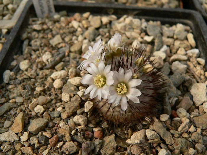 mammillaria_perezdelarosae_ssp.andersoniana_1 - Monica Calugarul