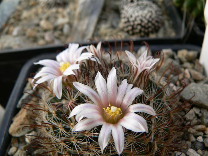 mammillaria_weingartiana_SB831 - Monica Calugarul