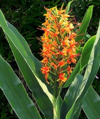 Hedychium aurantiacum - Hedychium bulbi