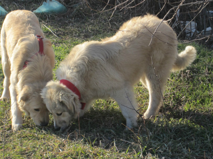 hera si cora; golden retriver si ciobanesc carpatin
