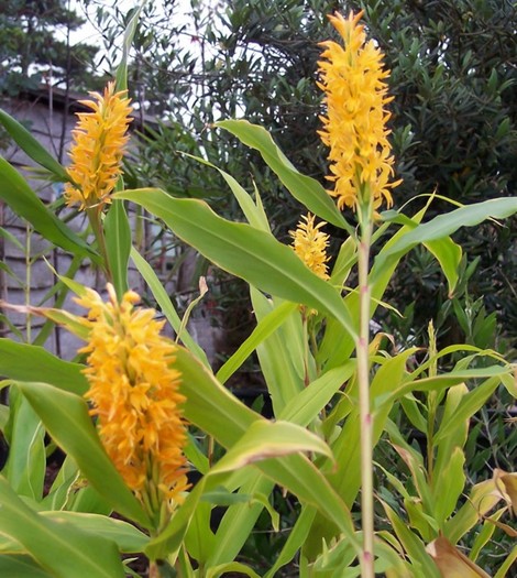 Hedychium densiflorum