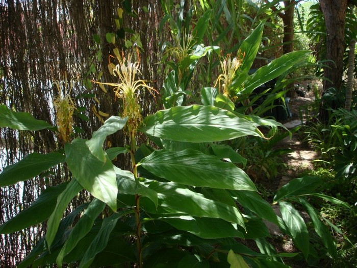 Hedychium ellipticum - Hedychium bulbi