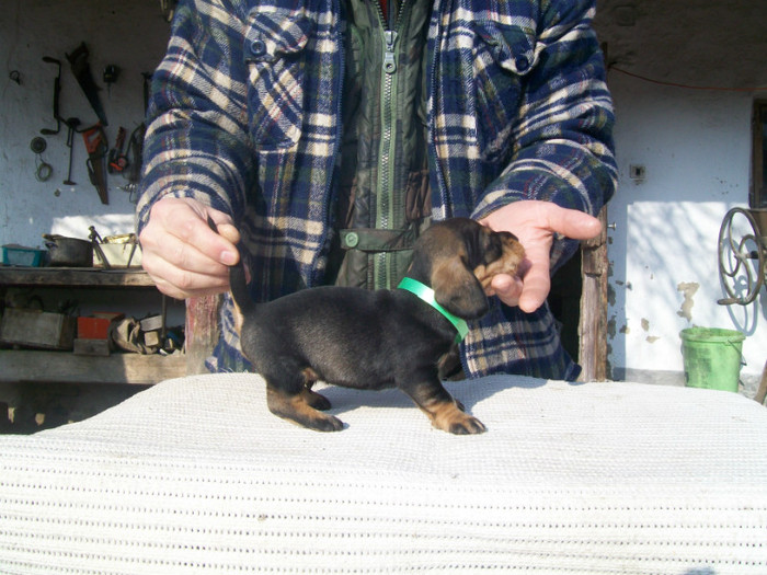 29 01 2012 001 - litera B din MAX si MAYA  2011