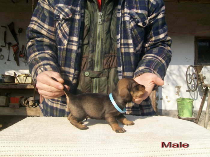 29 01 2012 013 - litera B din MAX si MAYA  2011