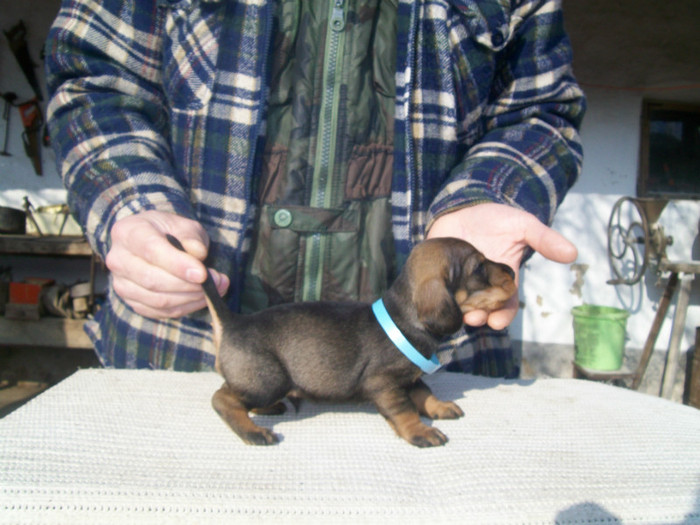 29 01 2012 014 - litera B din MAX si MAYA  2011