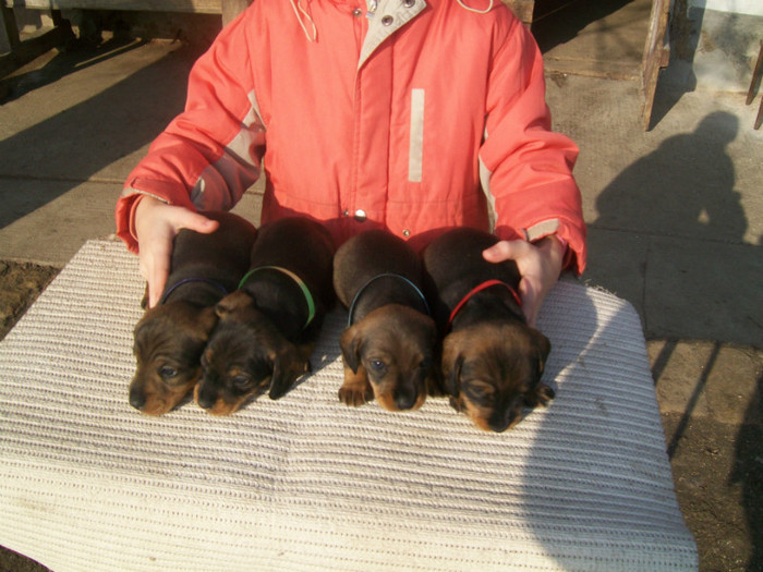 29 01 2012 017 - litera B din MAX si MAYA  2011