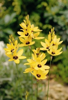 Ixia Yellow Emperor - Ixia bulbi