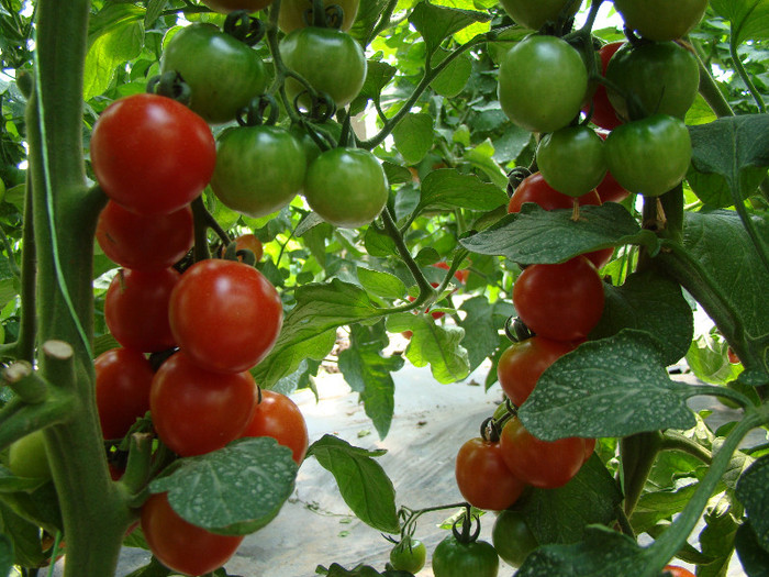 DSC00549 - gradina cu legume 2011