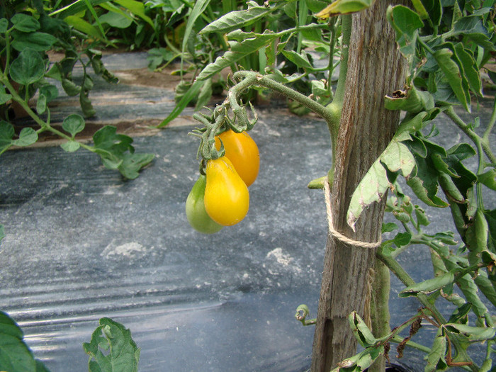 DSC00496; tomate galbene
