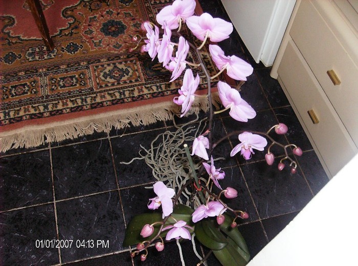 31.ian 2012 - orhidee 2012
