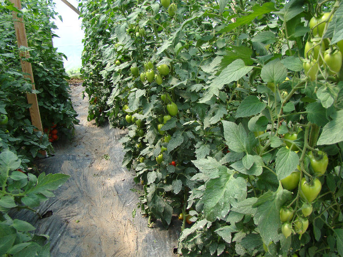 DSC00536 - gradina cu legume 2011