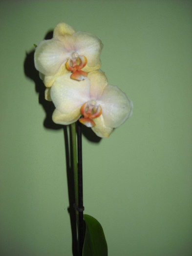29.01.2012 aM INFLORIT! - Orhideea - Phalaenopsis-Cambria