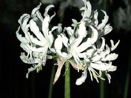 INDISPONIBIL Nerine flexuosa alba