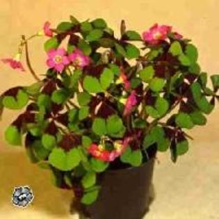 Oxalis_deppei_Iron_Cross