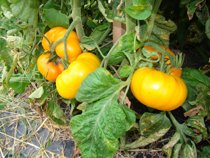 DSC00950; tomate galbene

