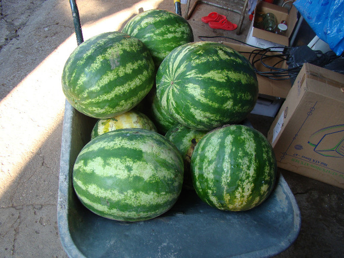 DSC05745 - gradina cu legume 2011