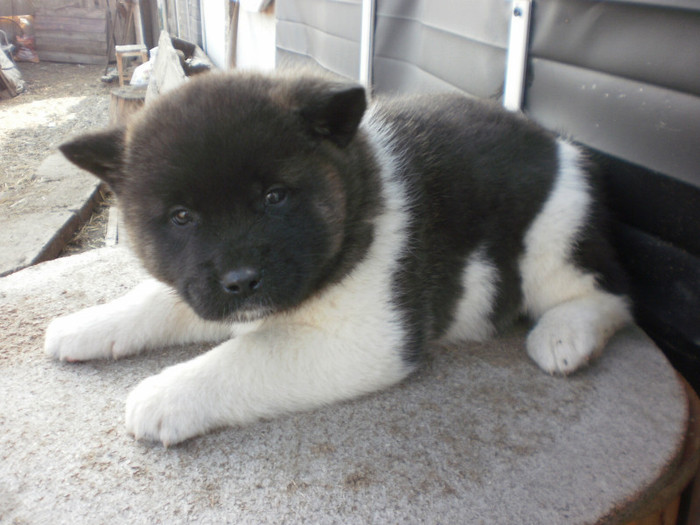 P1281857 - 23  arad akita inu american