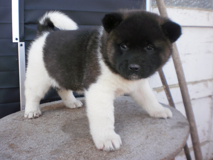 P1281863 - 23  arad akita inu american