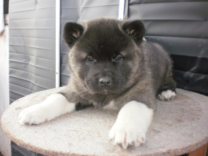 P1281869 - 23  arad akita inu american