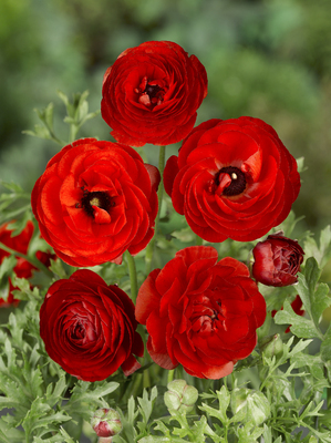 Ranunculus asiaticus Aviv red - Ranunculus bulbi