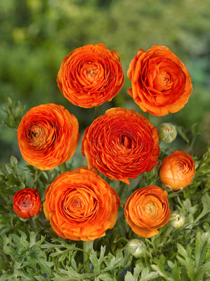 Ranunculus asiaticus Aviv orange