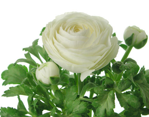 Ranunculus asiaticus Aviv white