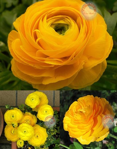 Ranunculus asiaticus Aviv yellow - Ranunculus bulbi