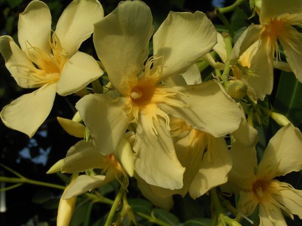 Nerium-oleander-Souvenir-des-Iles-Canaries_Mjg4MTM3Ml8yODgxMzcyWg - souvenir isle de canaries