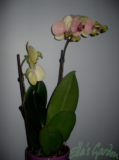 SAM_3851 - 2012 Orhidee