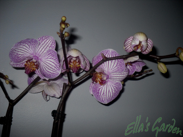 SAM_3861 - 2012 Orhidee