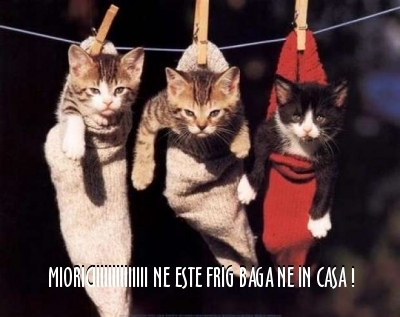 - 3  B  ANIMALE  3