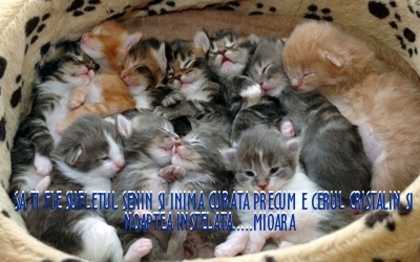  - 3  B  ANIMALE  3