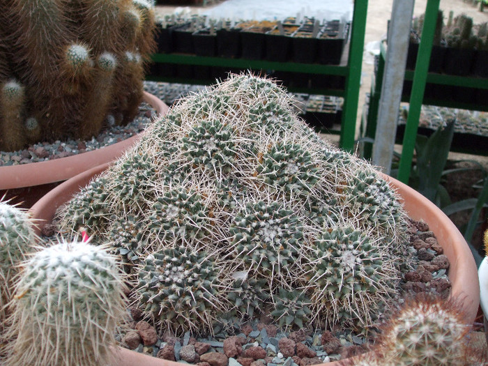 DSCF4170