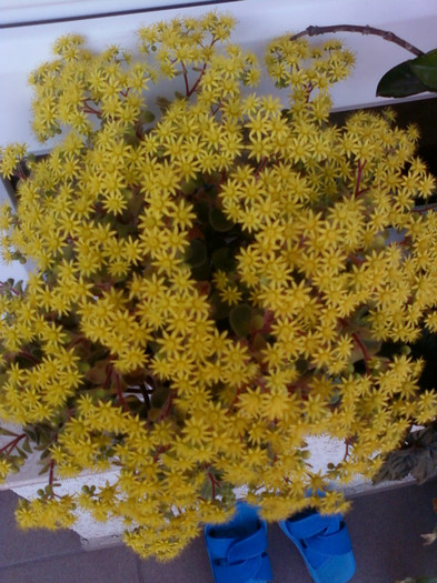bonsai inflorit - florile mele din anii trecuti