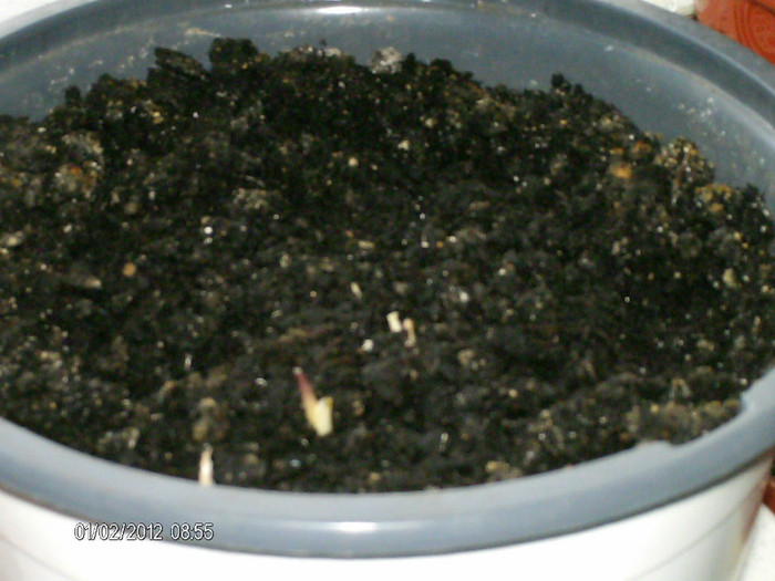 1 febr. 017_se trezeste...