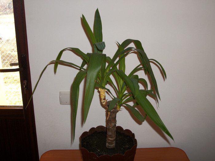 100_6505 - yucca