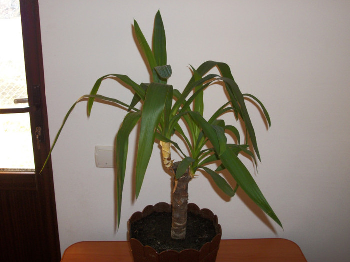 100_6506 - yucca