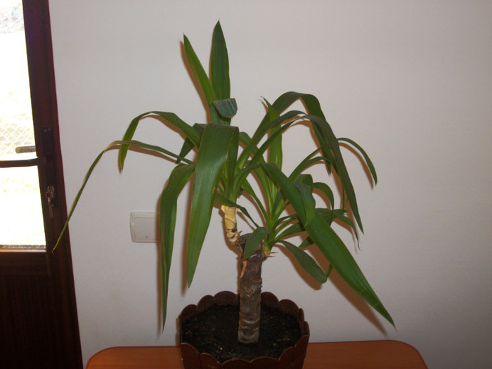 100_6507 - yucca