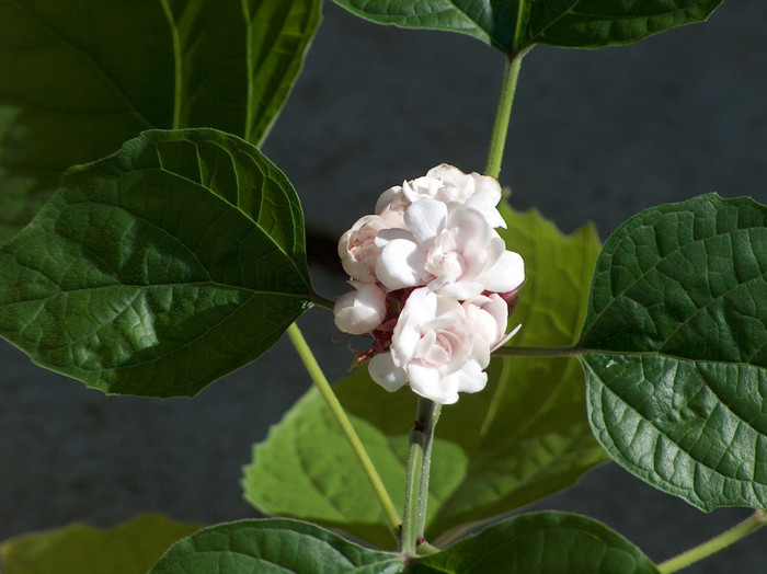 clerodendron philippinum - clerodendron