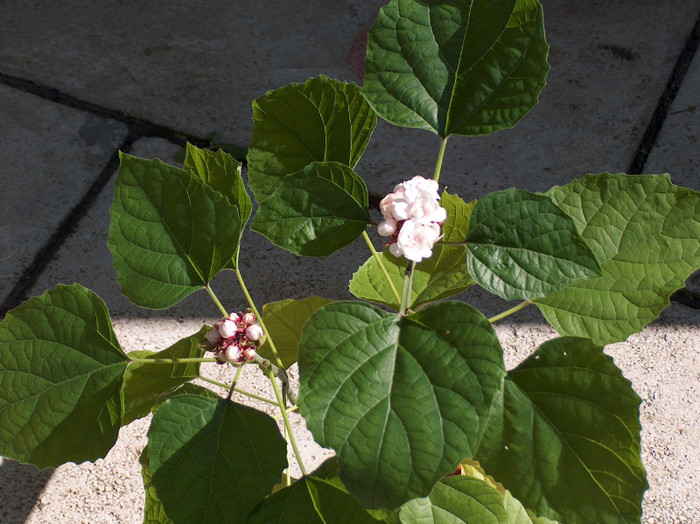 clerodendron philippinum - clerodendron
