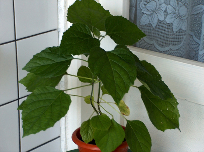 clerodendron philippinum - decedat 2010