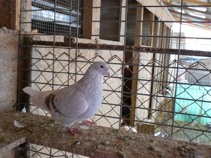 MituTunari (16) - porumbei de vanzare 01-02-2012