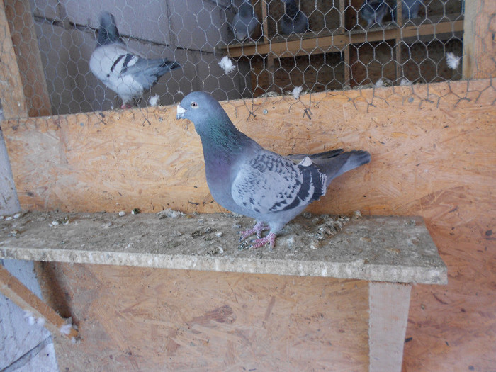 MituTunari (31) - porumbei de vanzare 01-02-2012