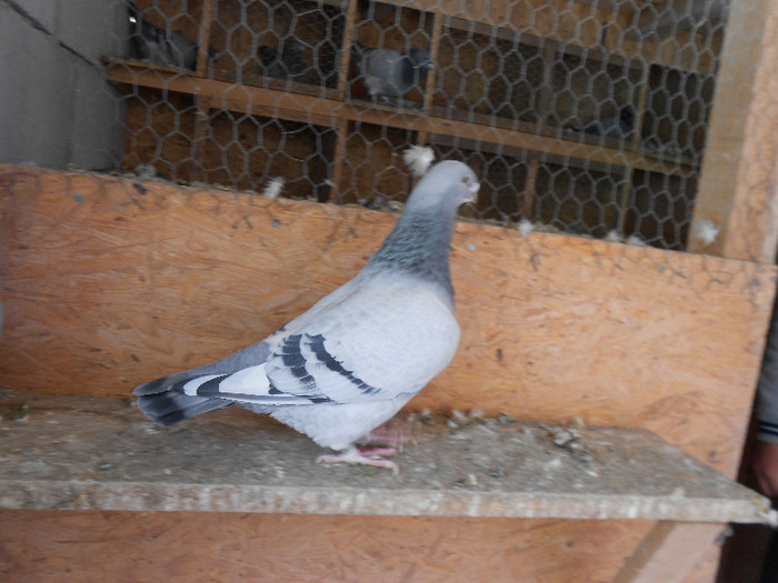 MituTunari (32) - porumbei de vanzare 01-02-2012