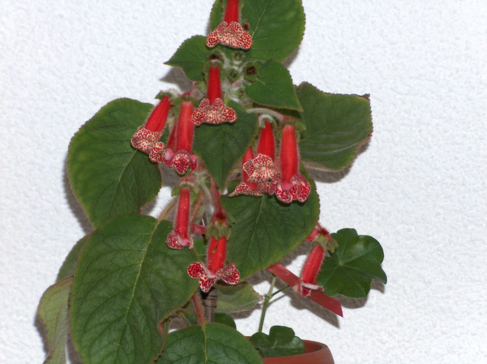 HPIM5569 - kohleria