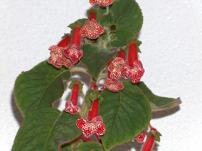 HPIM5570 - kohleria